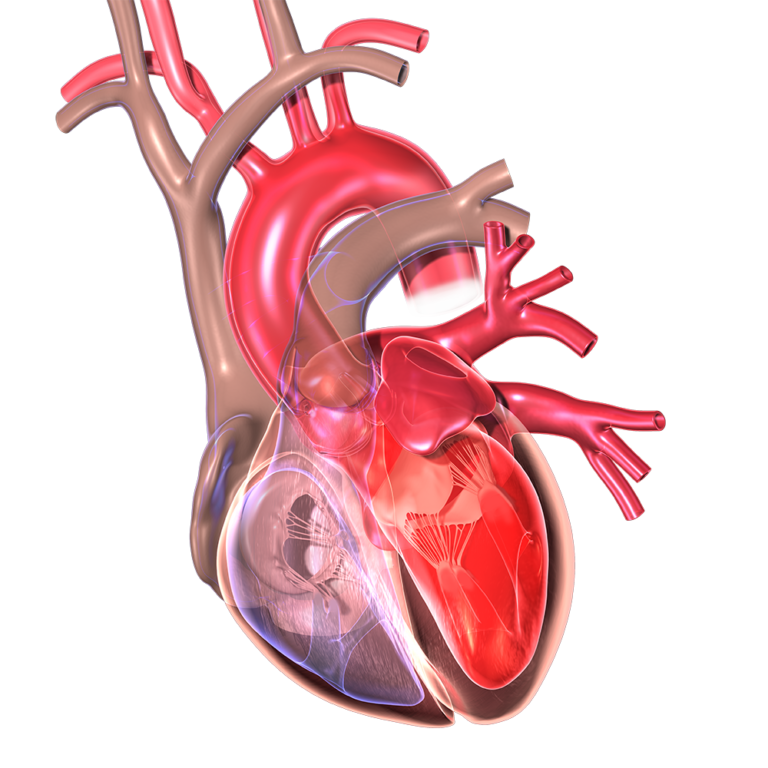 Scheme Update on Tissue Transparency for Cardiac Tissue Imaging